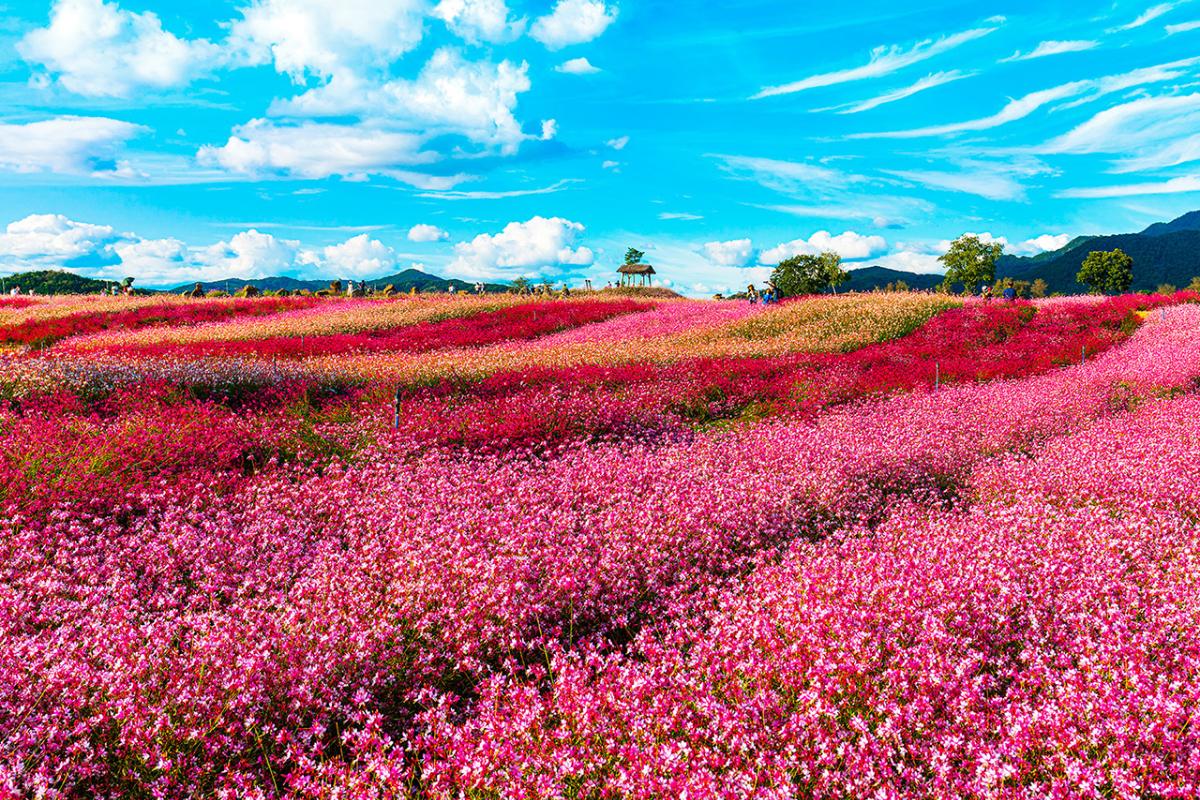 A flower garden of peace