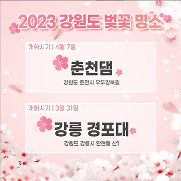 [인스타그램]강원의벚꽃
