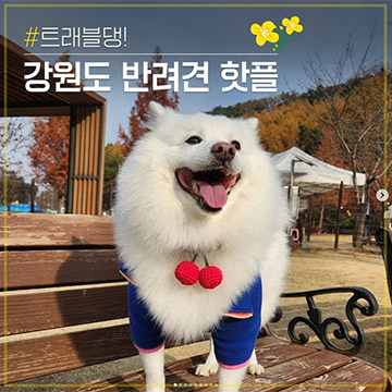 [인스타그램]강원도반려견핫플